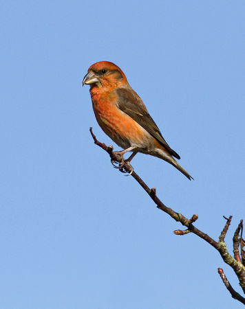 (m)Crossbill (2)