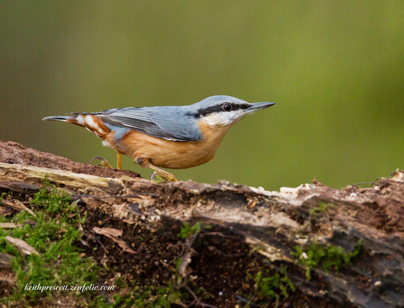 Nuthatch (12)