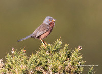 (m)Dartford Warbler (4)