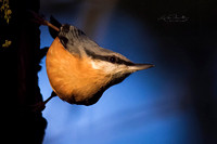 Nuthatch (60)