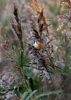 Bearded Tit(Reedling) (12)