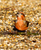 (m)Crossbill (8)