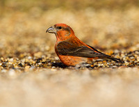 (m)Crossbill (1)