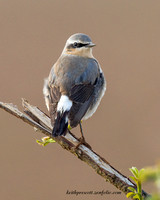 (m) Wheatear (1)