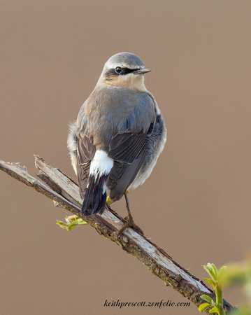 (m) Wheatear (1)