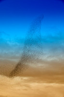 Starling Murmuration (19)