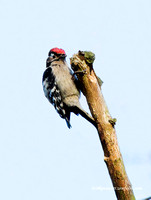 (m)Lesser spotted Woodpecker (7)