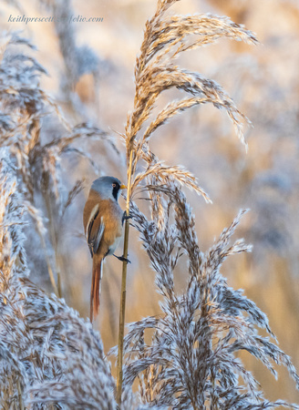 Bearded Tit(Reedling) (18)