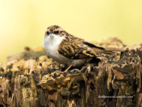 Treecreeper (8)