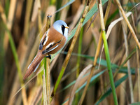 Bearded Tit(Reedling) (14)