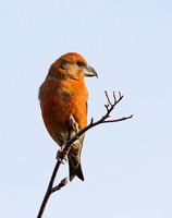 (m)Crossbill (4)