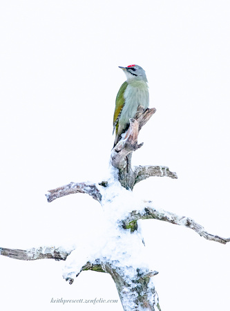 (m)Grey Headed Woodpecker (3)