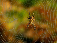 Garden Spider (5)