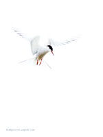 Tern