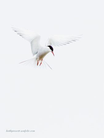 Common Tern (1)