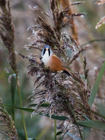 Bearded Tit(Reedling) (1)