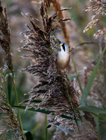 Bearded Tit(Reedling) (4)