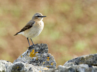 Wheatear