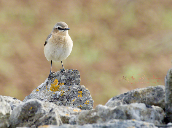 (f)Wheatear (3)