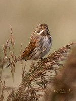 (f)Reed Bunting (11)