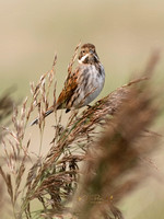 (f)Reed Bunting (12)