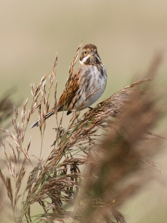 (f)Reed Bunting (12)