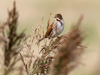 (f)Reed Bunting (14)