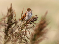 (f)Reed Bunting (10)