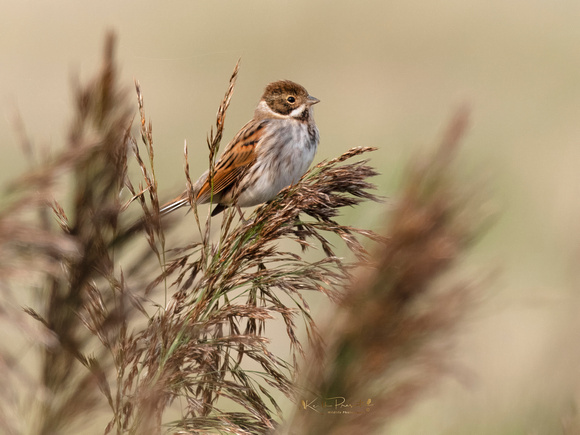 (f)Reed Bunting (10)