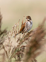 (f)Reed Bunting (13)