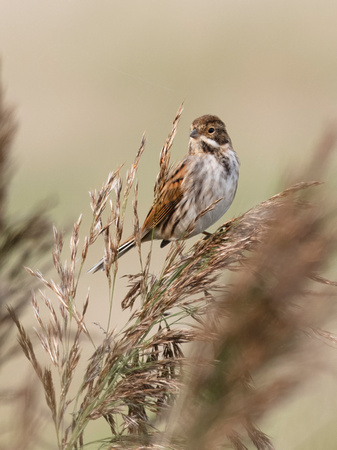 (f)Reed Bunting (13)