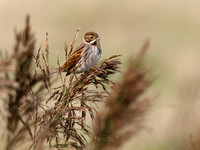 (f)Reed Bunting (15)