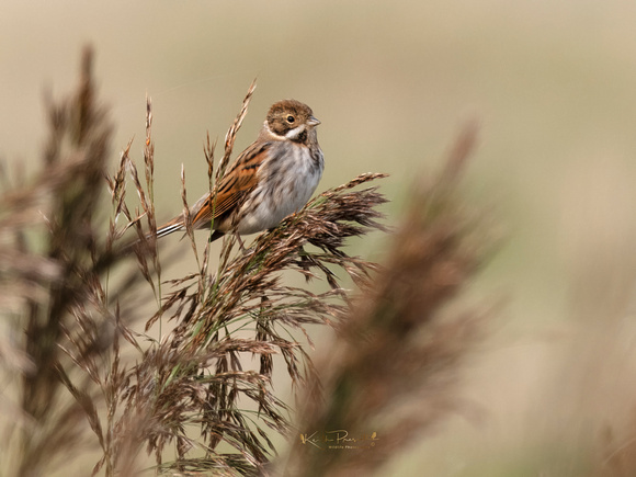 (f)Reed Bunting (15)