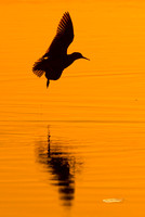3K8A0859-SAI-Motion copy_1-1