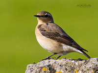 (f)Wheatear (17)