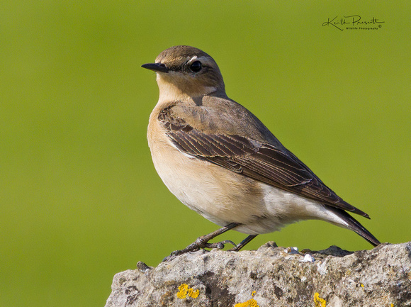 (f)Wheatear (17)