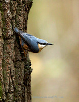 Nuthatch (13)