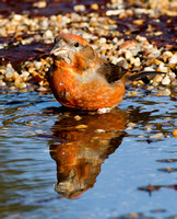 (m)Crossbill (6)