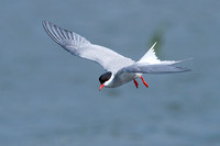 Common Tern (8)