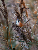 Bearded Tit(Reedling) (11)