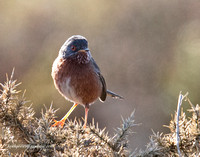 (m)Dartford Warbler (15)