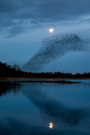 Starling Murmuration (15)