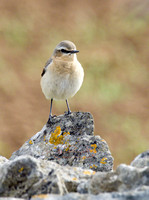 (f)Wheatear (4)