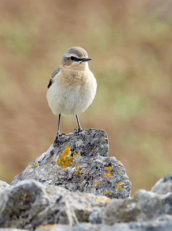 (f)Wheatear (4)