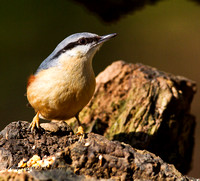 Nuthatch (11)