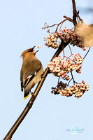 Waxwing (1)