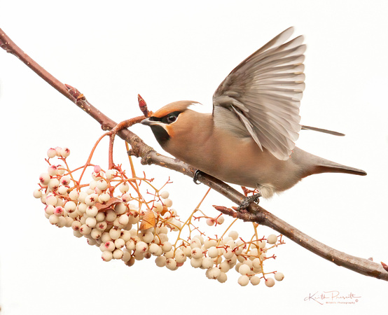 Waxwing (2)