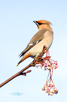 Waxwing