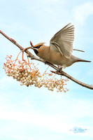 Waxwing (4)