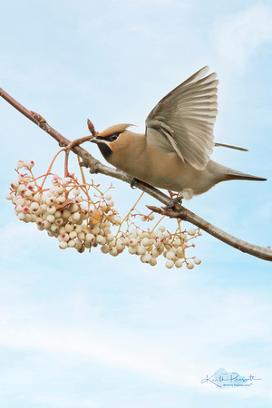 Waxwing (4)